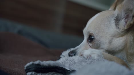 Ein-Müder-Chihuahua-Liegt-Im-Bett