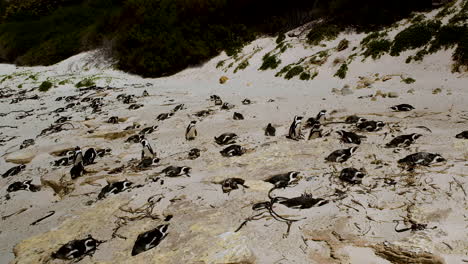 Colonia-De-Pinguinos-En-La-Playa-De-Cantos-Rodados-Tomando-El-Sol-En-La-Arena-Blanca,-Simon&#39;s-Town