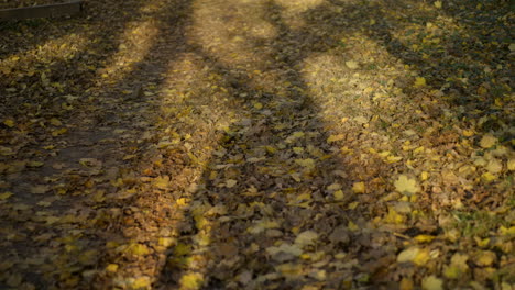 a sun-dappled path covered in autumn leaves