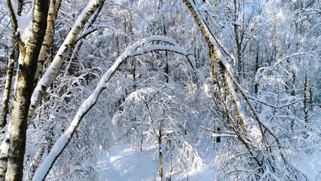 Snowy-branches-in-forest.-Winter-fairy-background