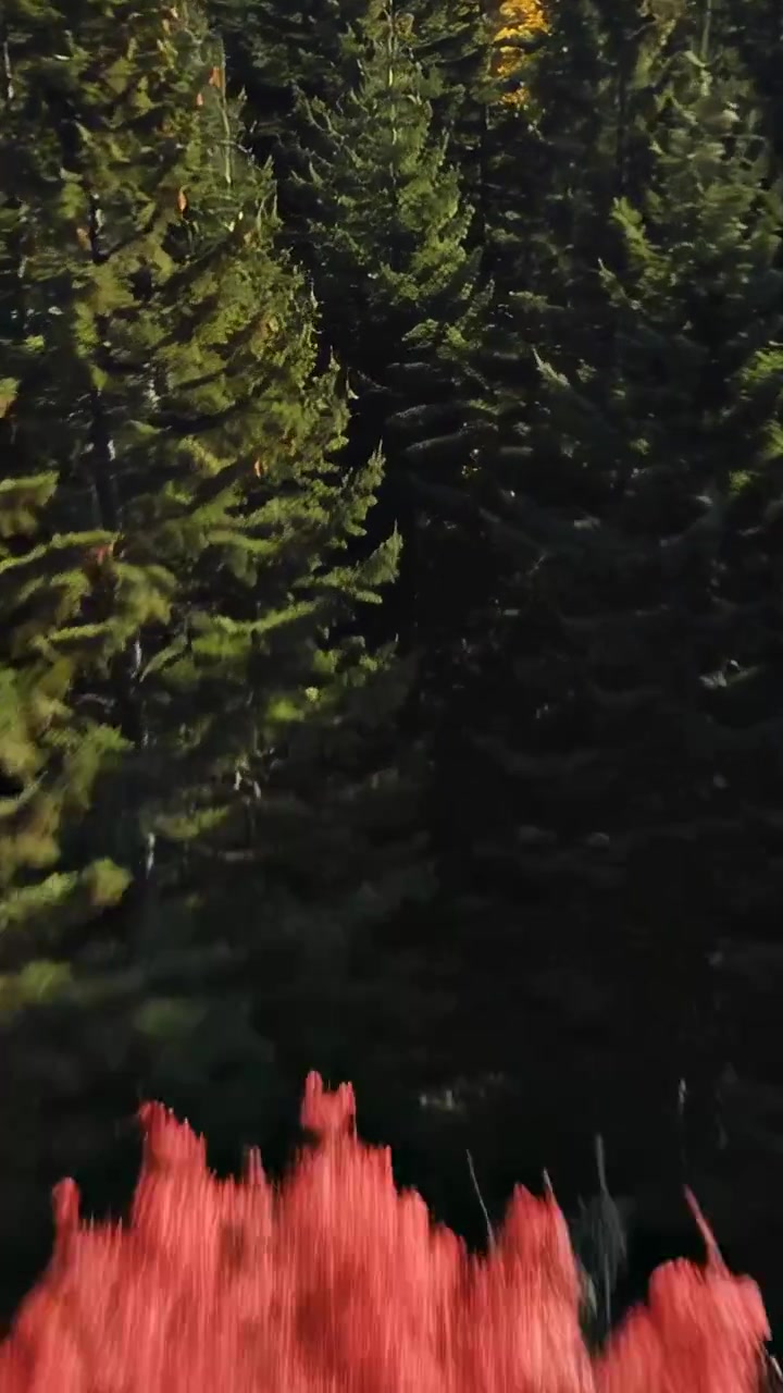 Video verticale: Drone che si avvicina passando un albero con foglie rosse attraverso la chioma di conifere, mostrando rami illuminati dal sole.