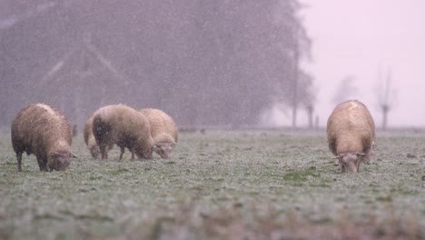 sheep grazing in a snowy meadow during winter snowfall, medium close up slow motion shot