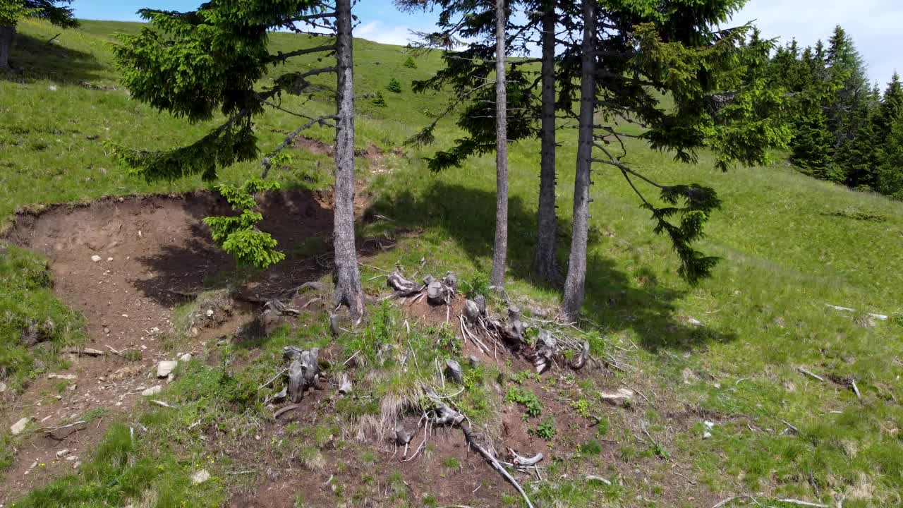 árboles de coníferas firmemente arraigados en una pista de esquí en desuso en verano en los alpes