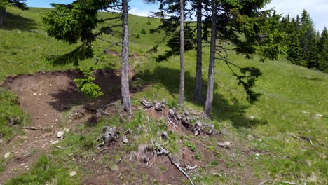 Firmly-rooted-coniferous-trees-on-disused-ski-slope-in-summer-in-the-alps