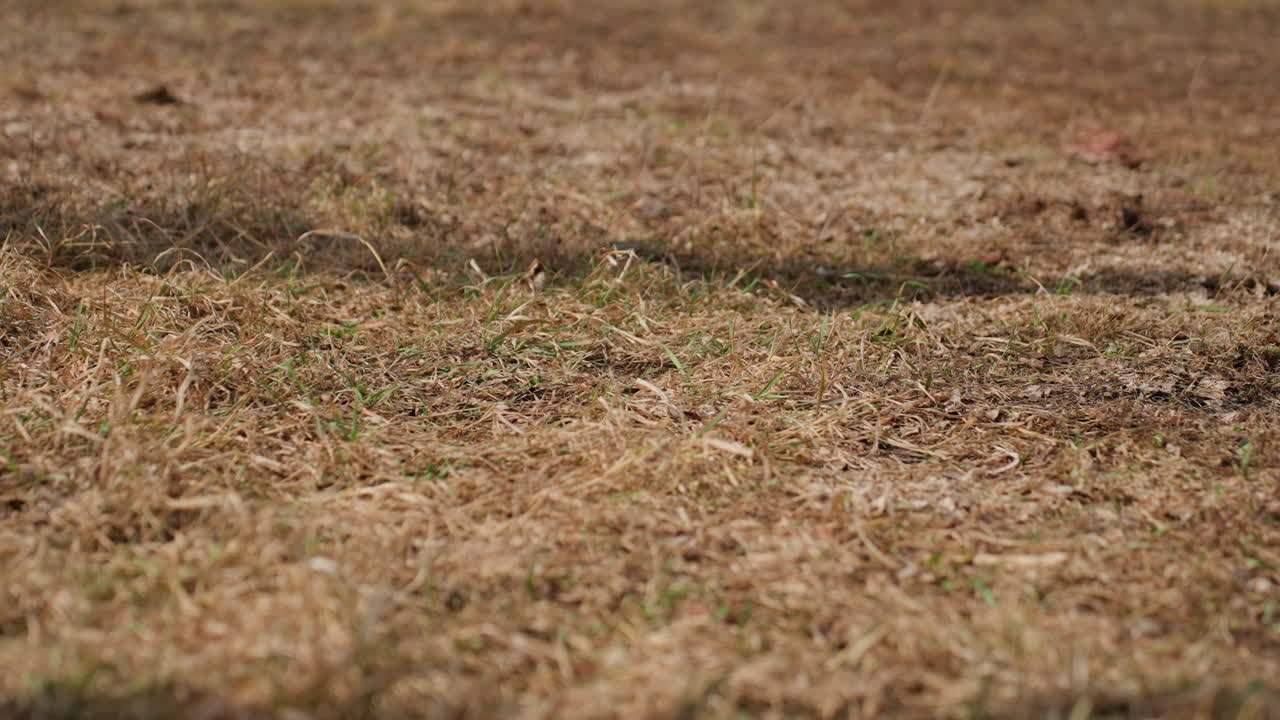 마른 잔디 운동장 클로즈업, 압축된 잔디와 드러난 흙이 보이는 닳은 축구 경기장 표면, 경기장 보수를 위해 검사하는 관리인, 프리시즌 훈련을 계획하는 코치, 늦은 오후 햇살