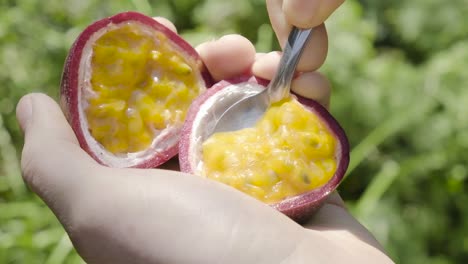 caucasian hands holding fresh passion fruit scooping inside seeds with silver spoon