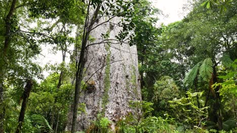 Close-up-shot-of-giant-Kauri-Tree-surrounded-by-deep-jungle-during-daytime-in-new-zealand