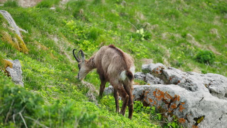 wild alpine ibex standing alone in the slovenian julian alps during summer light