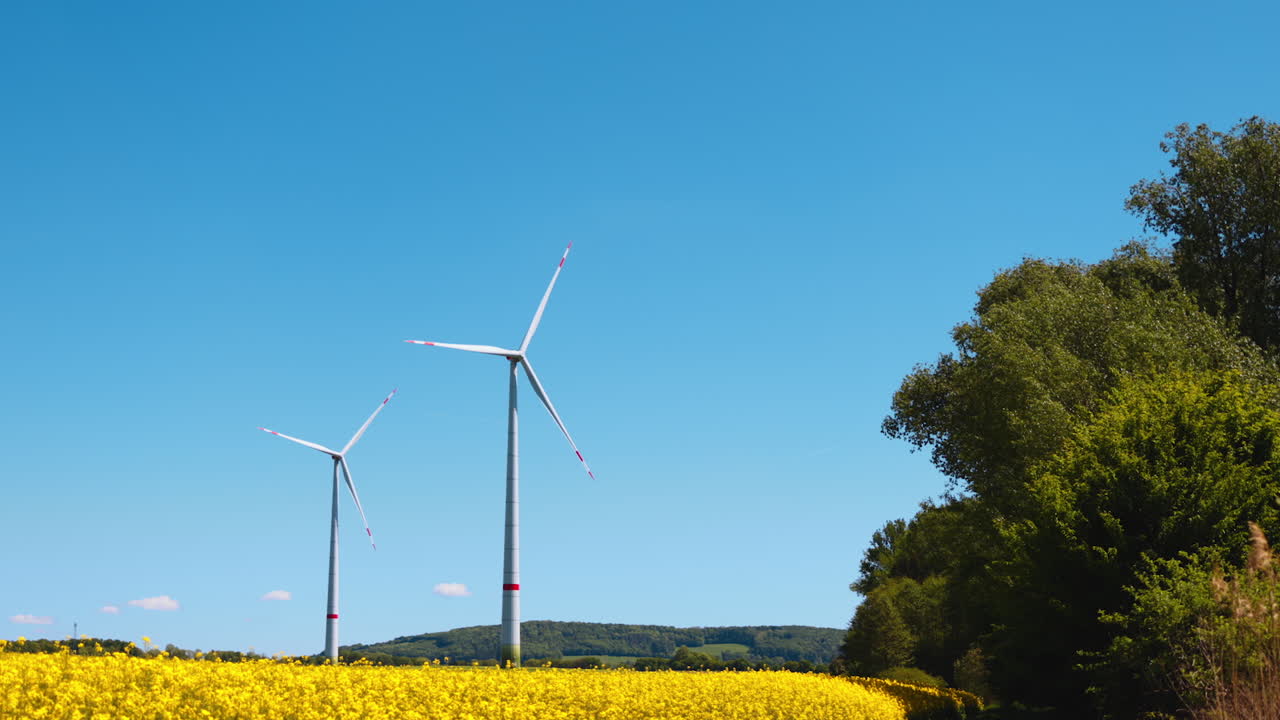 Tall turbines in yellow field. Two wind turbines rotate in a vibrant yellow flower field under a clear blue sky on a sunny day