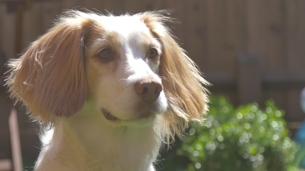 Sprocker Spaniel looking forward in a sunny garden then runs off camera