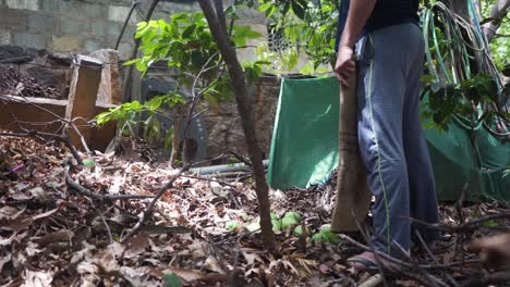 método tradicional de cosecha de mango indio