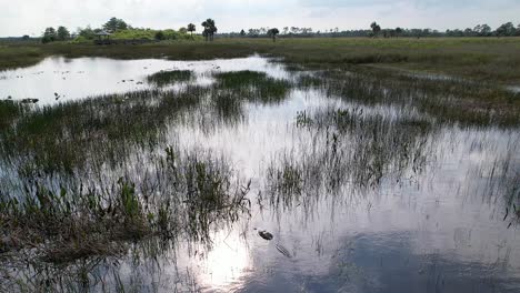 Cocodrilo-Escondido-En-La-Maleza-Inclinación-Aérea-Descendente-Giratoria