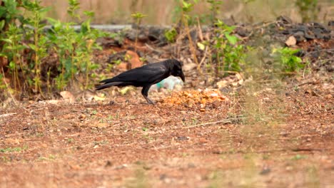 black crow eating closeup view