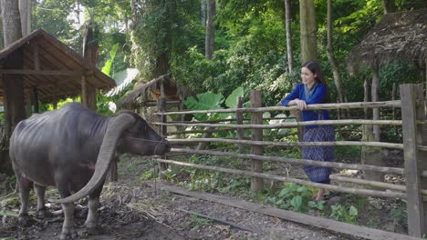 beautiful asian girl with buffalo