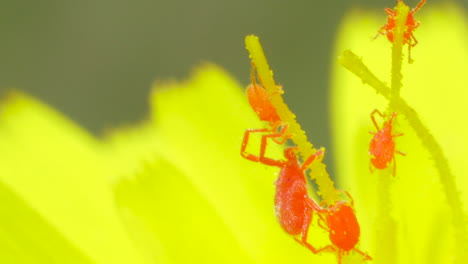 Los-ácaros-Araña-Se-Arrastran-Activamente-Sobre-El-Filamento-Amarillo-De-La-Flor-Amarilla,-Tiro-Macro