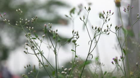 close up of grass growing by the roadside with traffic background