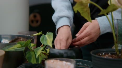 reempotamiento de las plantas de interior