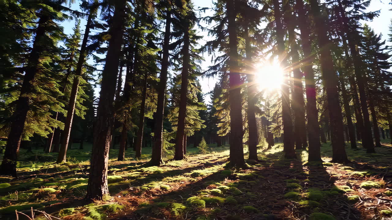 Sunbeams in a Dense Pine Forest