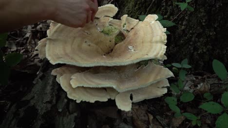 a hand cutting around the edge of a berkeley's polypore mushroom with a knife