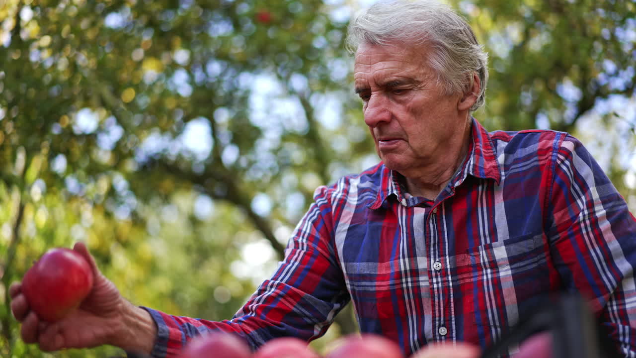 Sorting the freshly picked apples in the garden. Farmer looking over the ripe organic red apples in the box. Low angle view.
