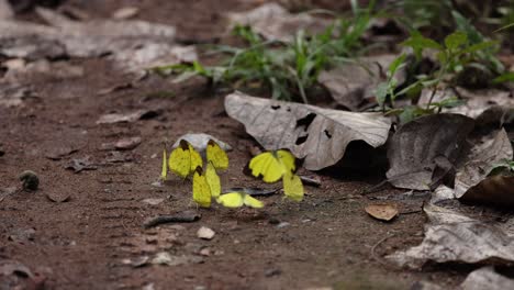 butterflies taking flight from their chrysalises.