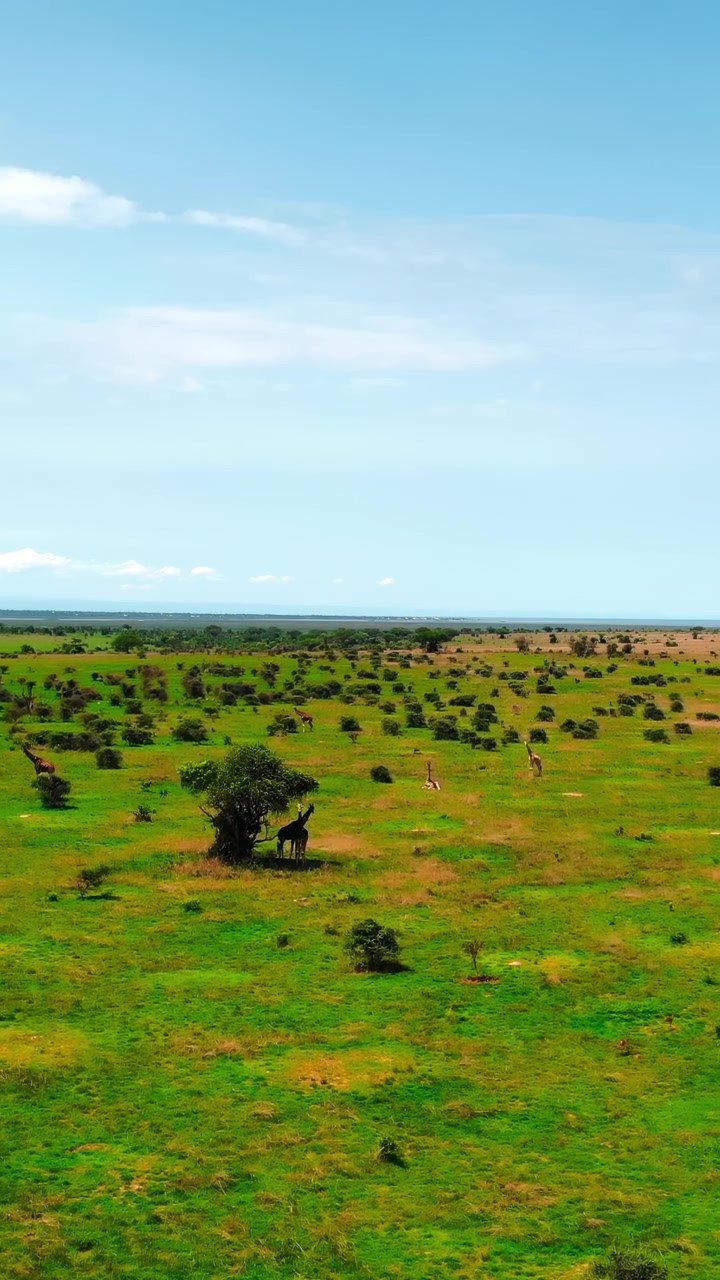 Luminosa veduta aerea su pianure verdi della savana con cumuli sparsi sotto un cielo azzurro limpido, ampio orizzonte, illuminato dal sole. Media