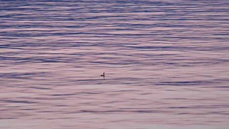 Silhouette-of-a-Wild-Duck-Diving-for-Food-Static