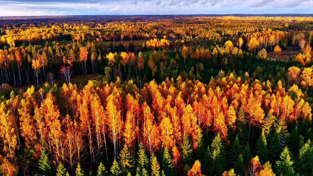 Sunset over autumn forest with golden light reflecting on treetops and calm horizon, glowing larch backdrop, aerial