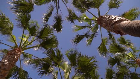 looking up at many palm trees against blue sky