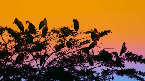 flock of painted stork birds perched on tree at epic dusk