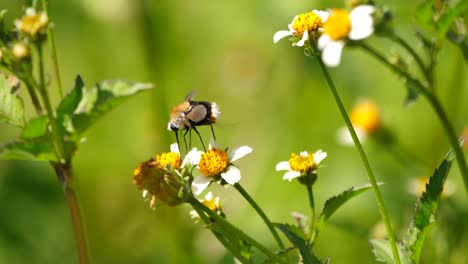 Long-legged,-fluffy-humblefly-pollinates-delicate-white-flower-with-extended-proboscis,-close-up