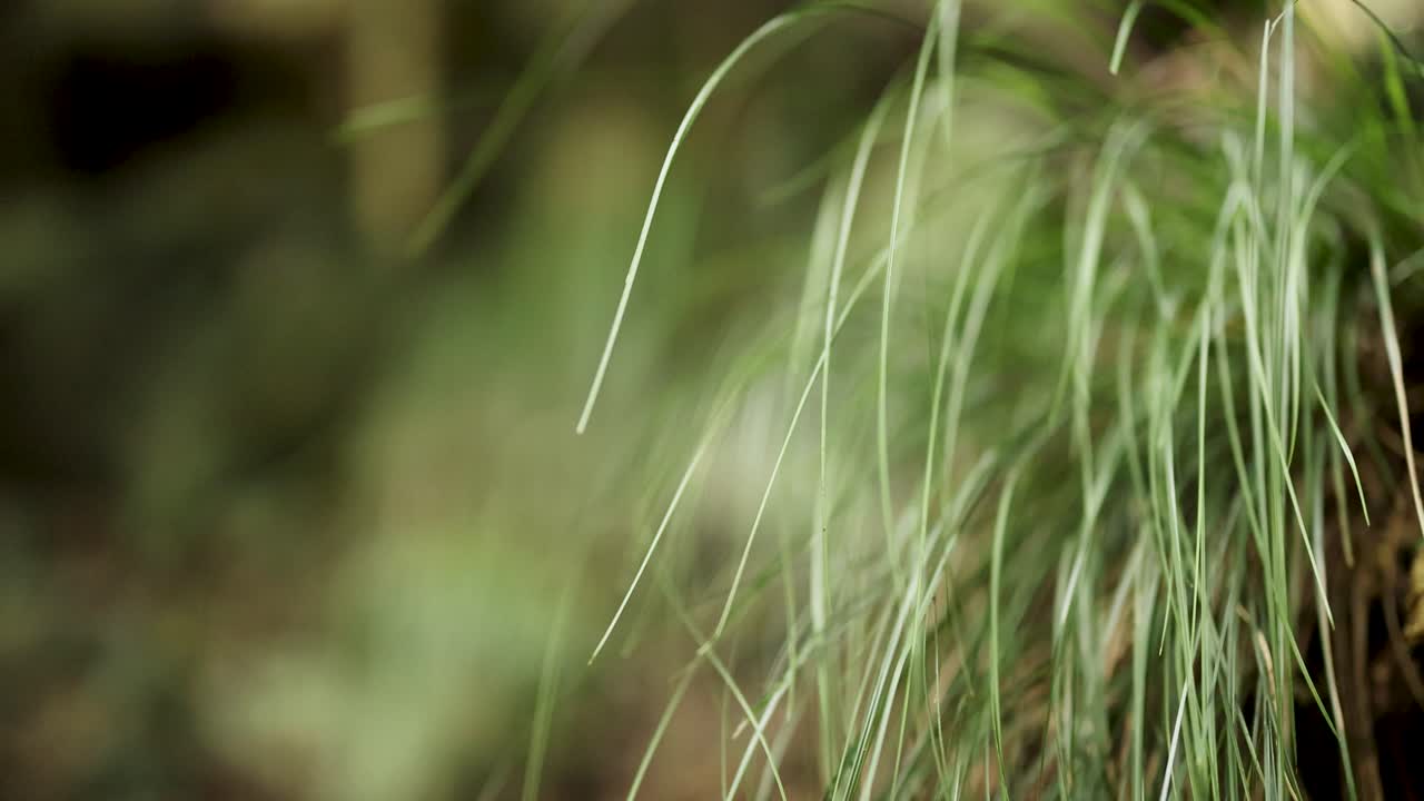 Close-up of grass gently swaying in the breeze, captured in natural light with a shallow depth of field