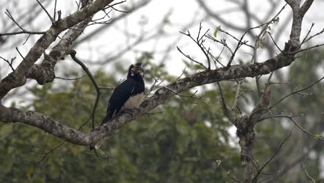 un cálao oriental encaramado en un árbol en las selvas del parque nacional de chitwan