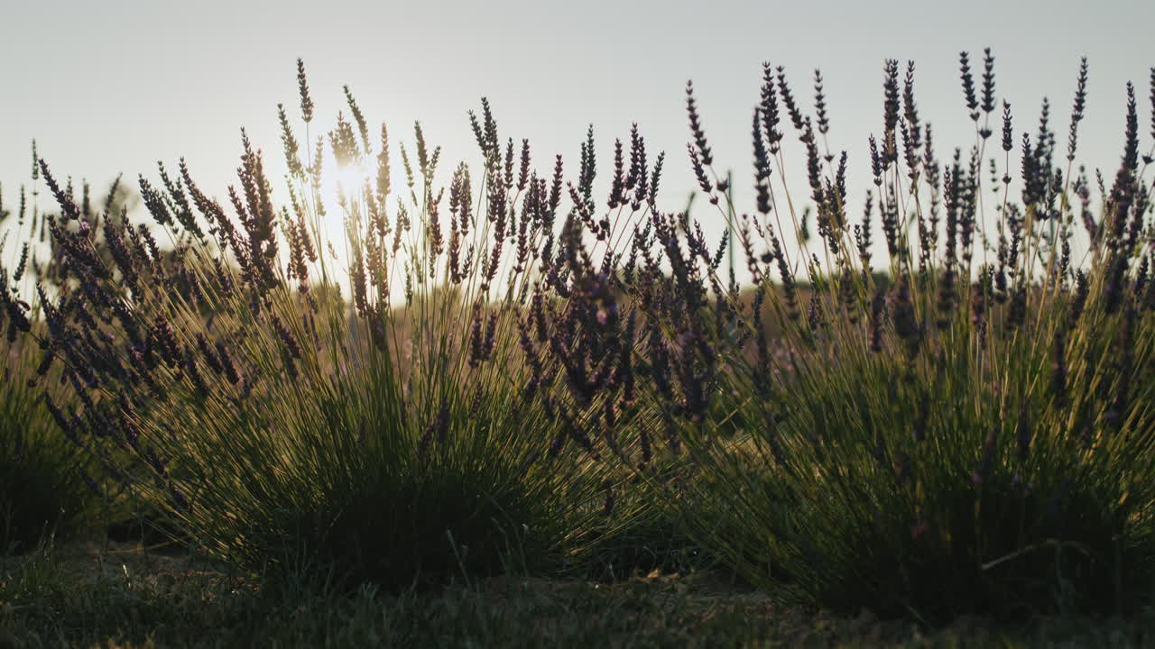 fila de arbustos de lavanda al atardecer. dolly 4k video