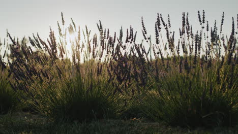 Row-of-lavender-bushes-at-sunset.-Dolly-4k-video