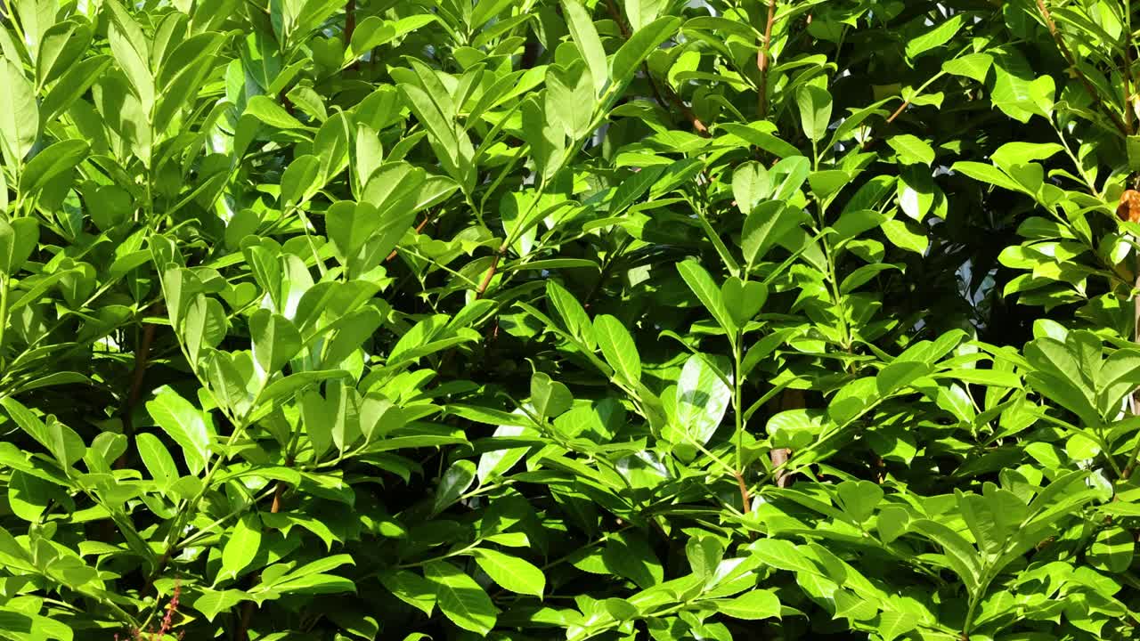 primer plano de denso follaje verde a la luz del sol