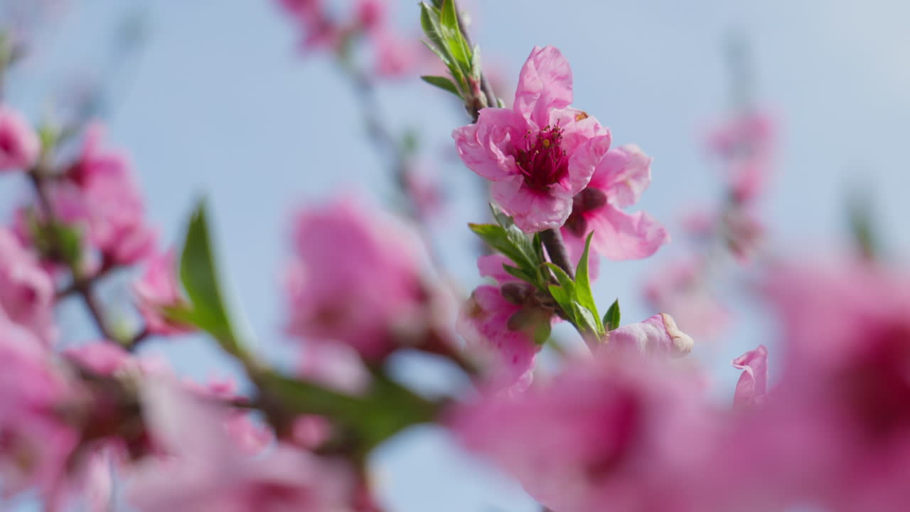 Pink Peach Blossoms Fluttering in the Breeze on a Sunny Spring Day