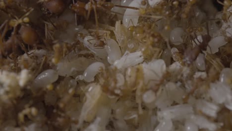 Inside-Leaf-cutter-ants-nest-with-workers-taking-care-of-eggs-and-larvae