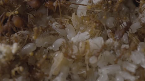 inside leaf cutter ants nest with workers taking care of eggs and larvae