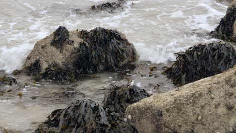 Water-crashes-on-kelpy-sandstone-rocks-off-coast-of-galway,-ladies-beach