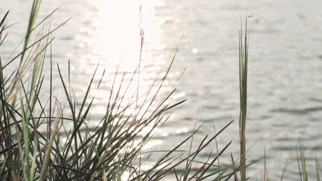 beautiful sunset with grasses and lake in warm tone