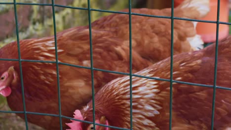 Hens-in-Chicken-Coop