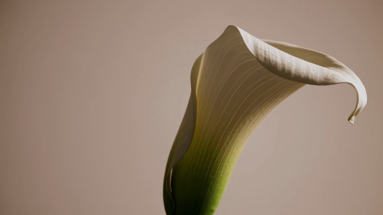 Nærbildevideo av en calla lily mot en nøytral bakgrunn, filmet fra en sidevinkel