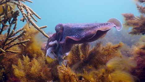 Riesige-Australische-Tintenfische-Sepia-Apama-Migration-Whyalla-Südaustralien-4k-Zeitlupe,-Paarung,-Eier-Legen,-Kämpfen,-Aggregation,-Unter-Wasser