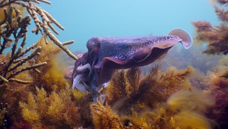 거대한 호주 오징어 세피아 아파마 이주 whyalla south australia 4k 슬로우 모션, 짝짓기, 알 낳기, 싸움, 집계, 수중