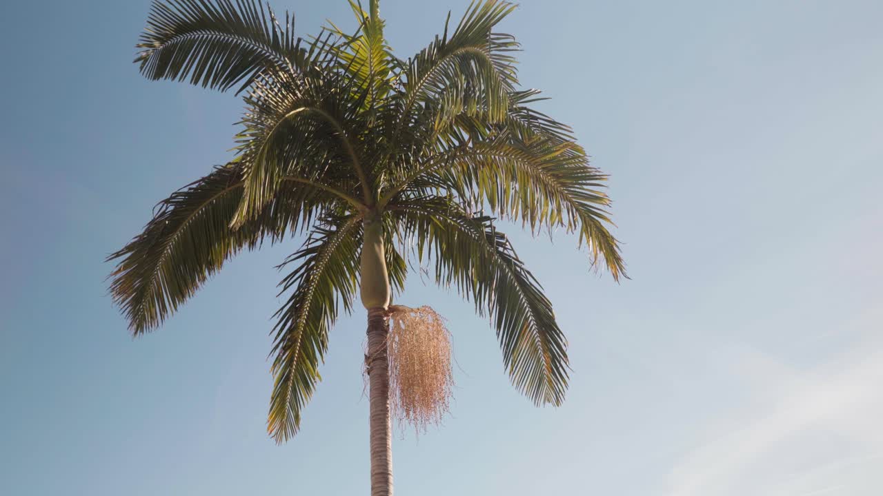 Una palma alta si erge verso un cielo azzurro e limpido in pieno giorno, creando una semplice scena tropicale con clima caldo.