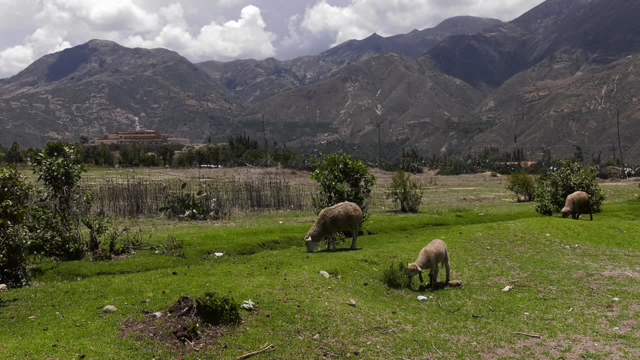 familia de ovejas pastando hierba de la ciudad enterrada de yungay