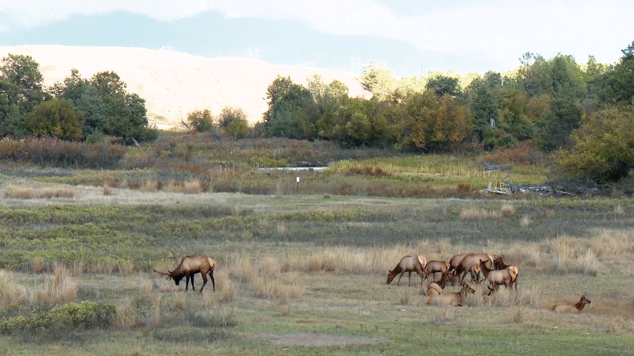 un alce raspa sus cuernos en la tierra mientras su rebaño pasta