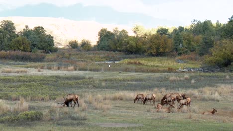 An-Elk-Scuffs-His-Antlers-On-The-Dirt-While-His-Herd-Grazes