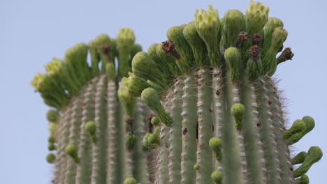 近距離看 saguaro 仙人掌的未開花的花朵